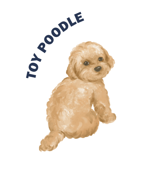 TOY POODLEのイラスト