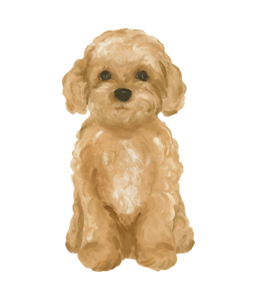 TOY POODLEのイラスト