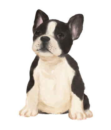 FRENCH BULLDOGのイラスト